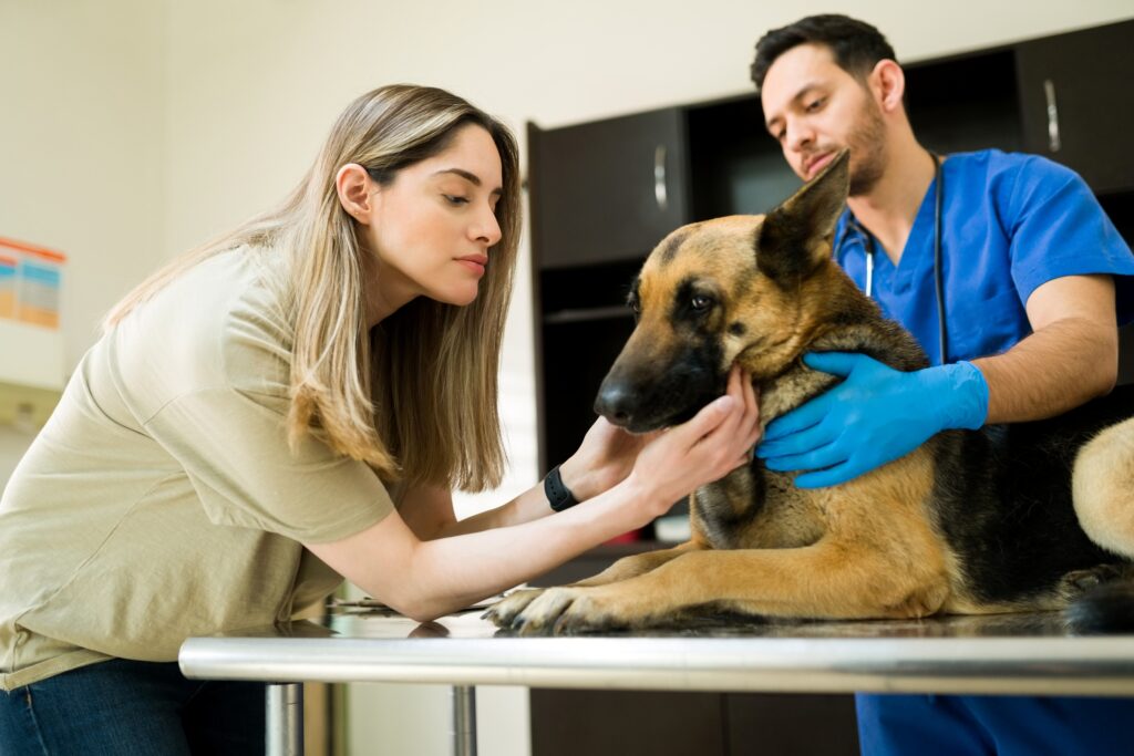Llevar a las mascotas al veterinario permite detectar signos de posibles enfermedades.