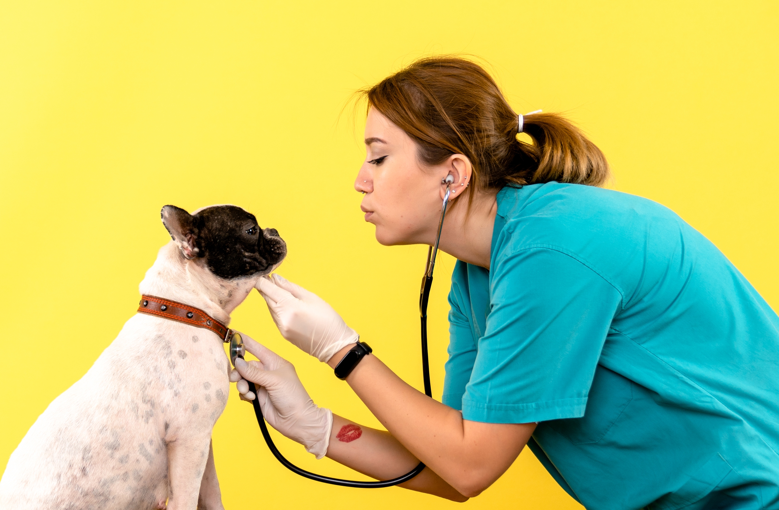 ¿Cada cuánto tiempo debo llevar a mi mascota al veterinario