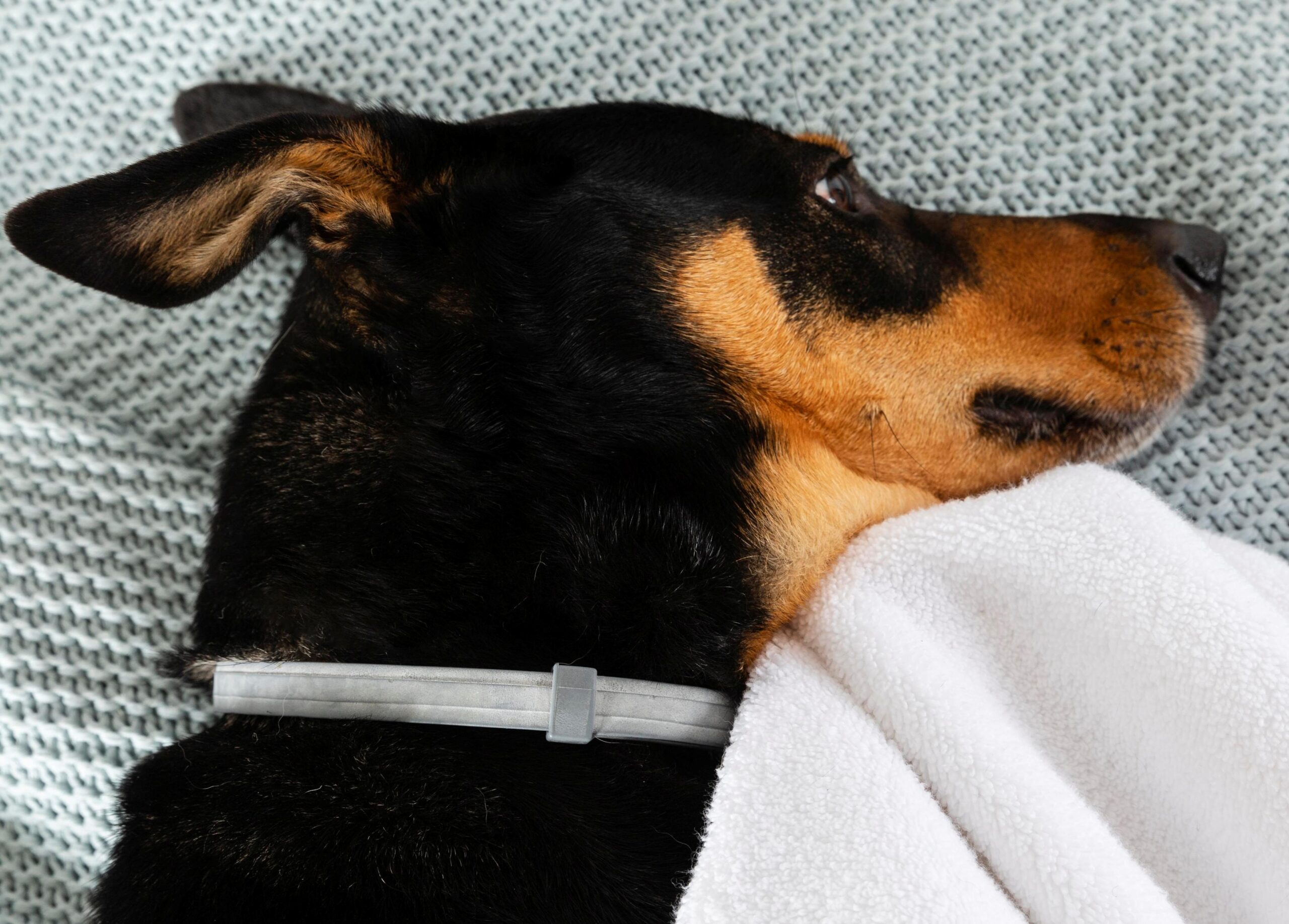 Colegio de Médicos anuncia aumento de casos de Distemper y Parvovirus en varias regiones del país